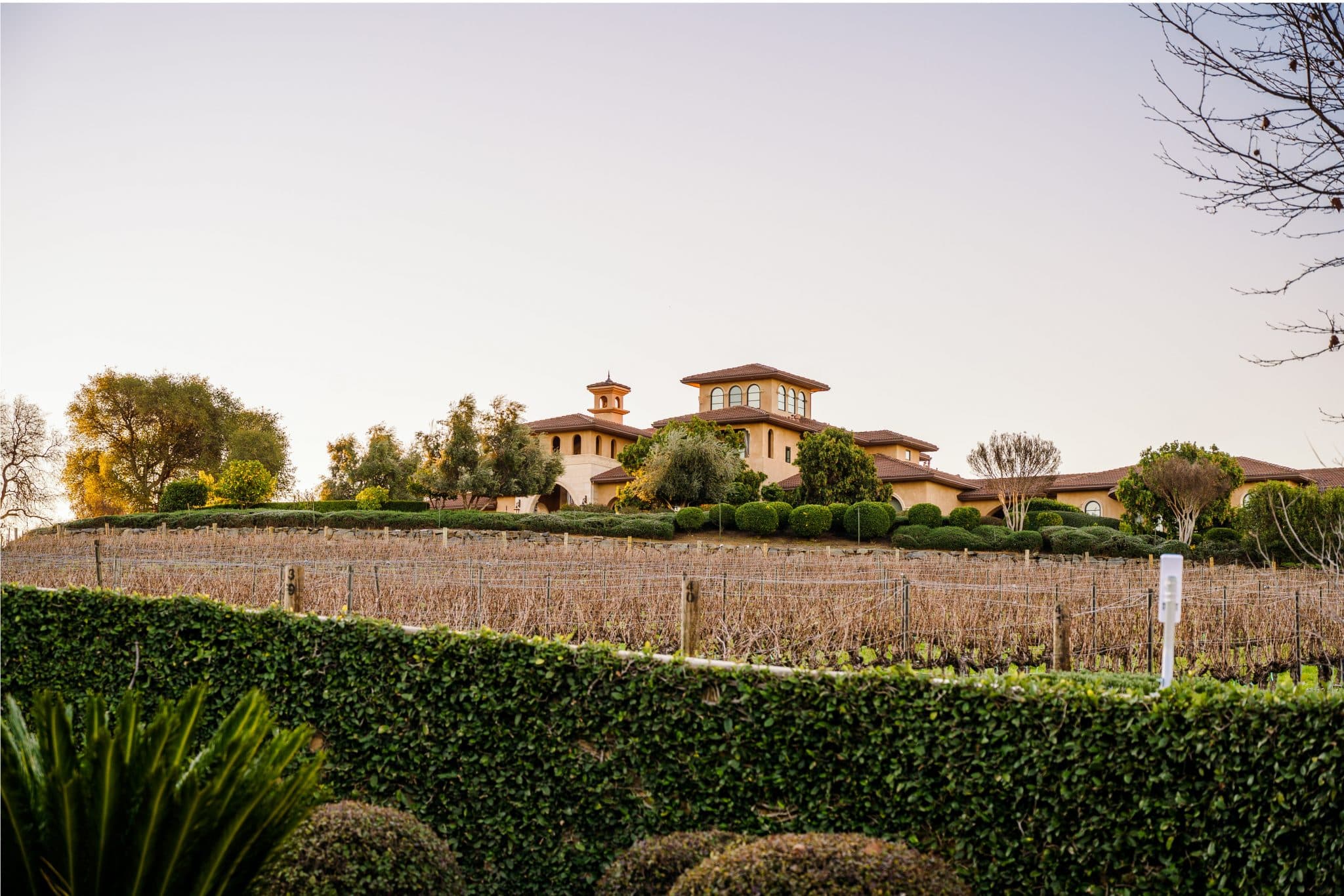 Wise Villa Vineyards